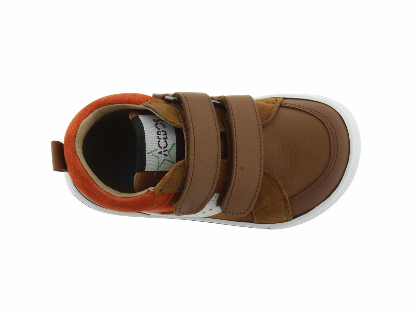 ROBIN1454 camel